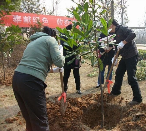 政和植树活动